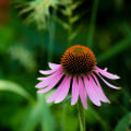 The Healing Power of Echinacea: How to Effectively Use it for Infections