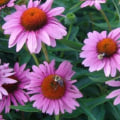 The Truth About Echinacea and Its Effects on the Immune System