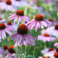 The Power of Echinacea: Unlocking its Health Benefits