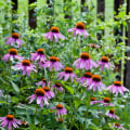 The Power of Echinacea: Separating Fact from Fiction