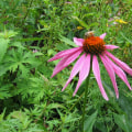 The Truth About Long-Term Use of Echinacea