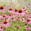 The Power of Echinacea: How to Use it Effectively When Sick