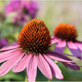 The Power of Echinacea: A Natural Remedy for Bacterial Infections