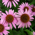 The Power of Echinacea: A Comprehensive Guide to Medicinal Use