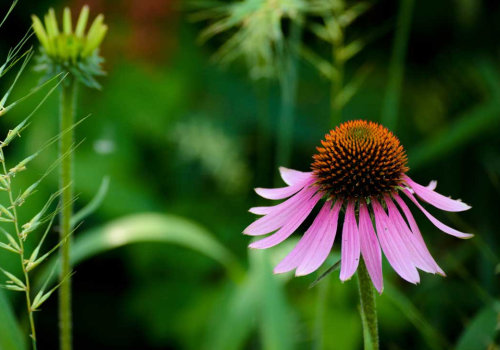 The Healing Power of Echinacea: How to Effectively Use it for Infections