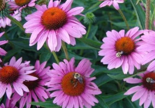 The Truth About Echinacea and Its Effects on the Immune System