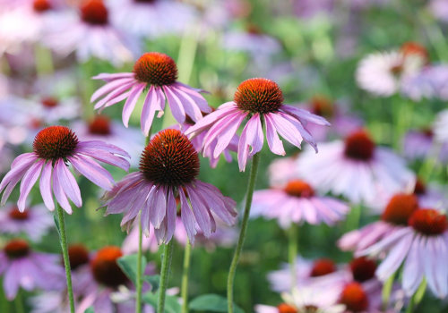 The Power of Echinacea: Unlocking its Health Benefits