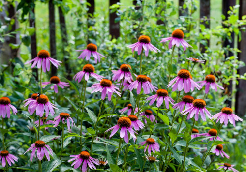 The Power of Echinacea: Separating Fact from Fiction