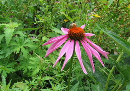 The Truth About Long-Term Use of Echinacea