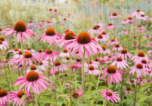 The Power of Echinacea: How to Use it Effectively When Sick