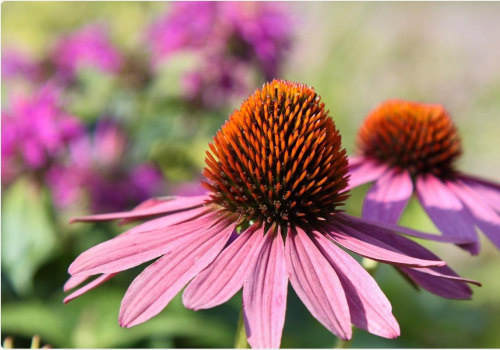 The Power of Echinacea: A Natural Remedy for Bacterial Infections