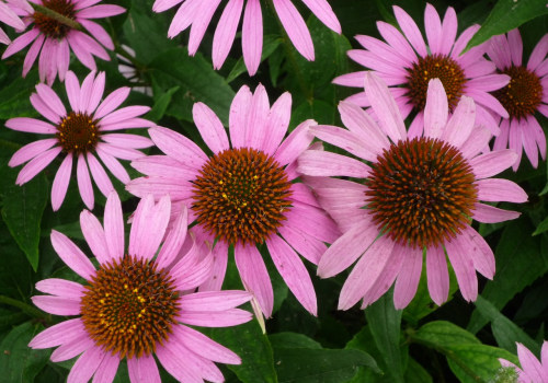 The Power of Echinacea: A Comprehensive Guide to Medicinal Use